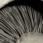 Edward Weston Mushroom